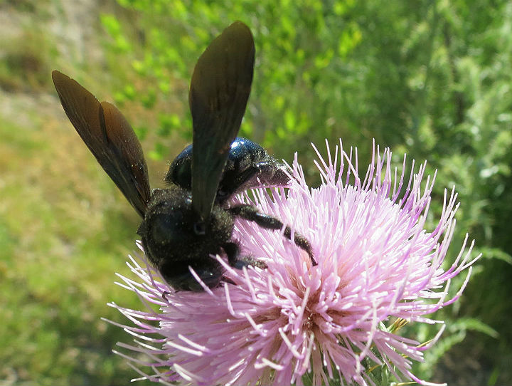 Big Blue Bee